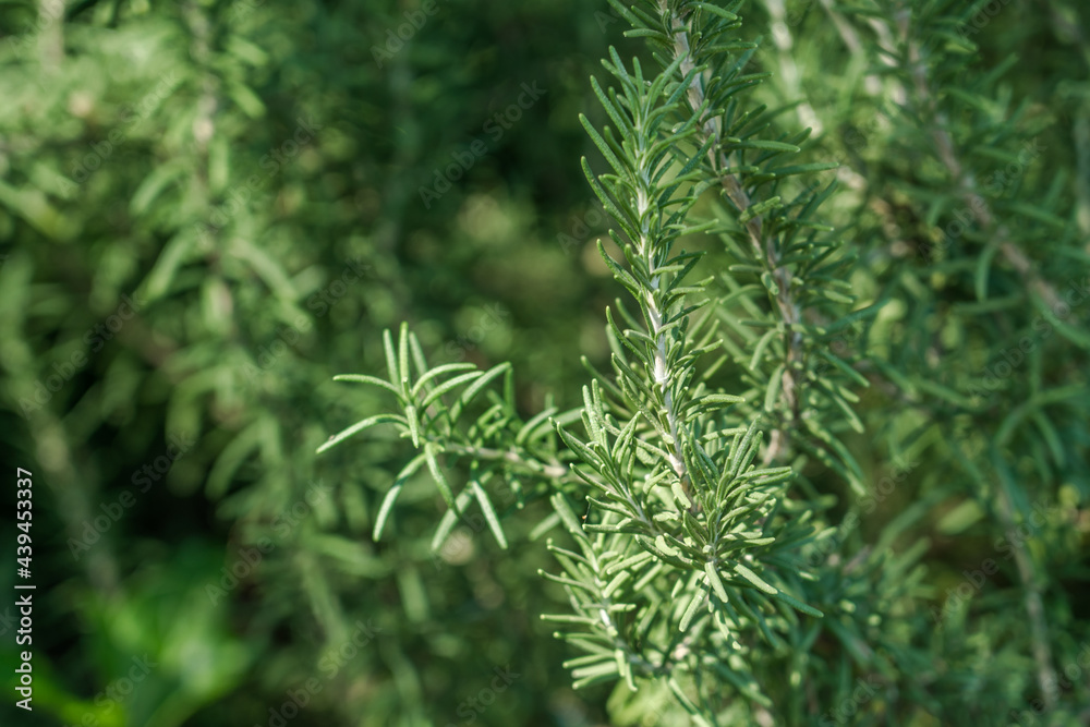 Salvia rosmarinus, commonly known as rosemary, is a shrub with fragrant, evergreen, needle-like leaves and white, pink, purple, or blue flowers. Kuilei Cliffs Beach Park, Honolulu, Oahu, Hawaii

