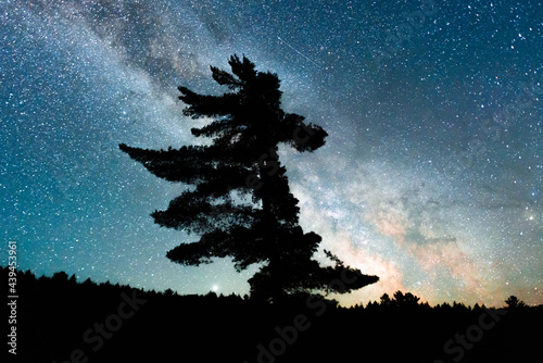 Old Growth White Pine Silhouette Against Milky Way Galaxy Night Sky photo