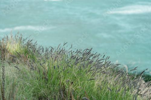 Cenchrus ciliaris (buffel-grass or African foxtail grass. dhaman grass, anjan grass, koluk katai and buffelgrass. Kuilei Cliffs Beach Park, Honolulu, Oahu, Hawaii photo