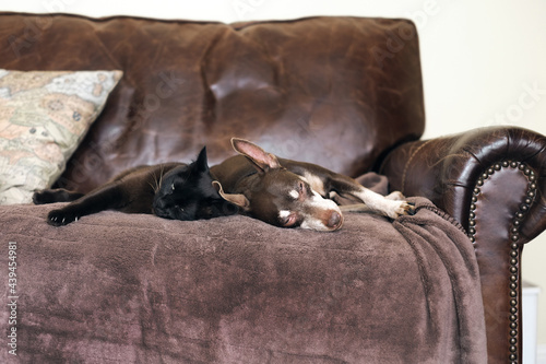 Dog and Cat Relaxing Togerther photo