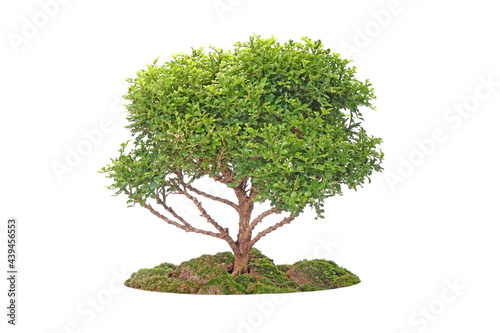 Big green tree isolated on white background. Tropical plant, green tree use for garden, landscape and architecture design, advertisement design