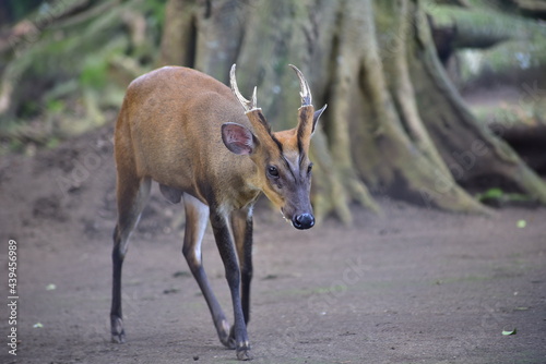 The Indian muntjac, Muntiacus muntjak, also called the southern red muntjac and barking deer, is a deer species native to South and Southeast Asia photo