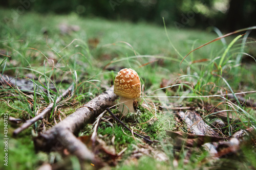 mushroom growing in nature and moss photo