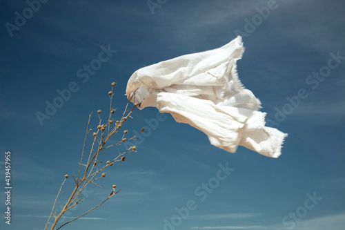 White shirt on a tip of a dry branch photo