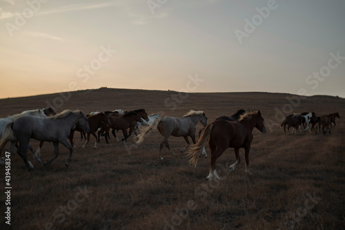 A herd prancing horses in the mountains photo