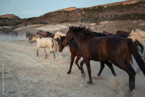 A herd prancing horses in the mountains
