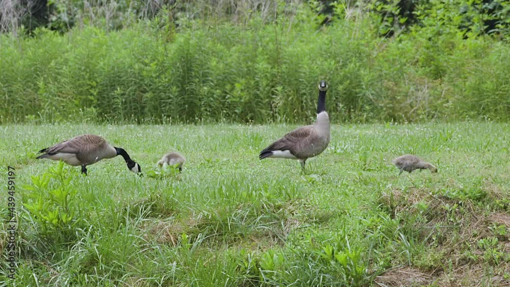Canada Goose family with baby geese, foraging in the grass on a hot and steamy afternoon. Clip A. Canada Goose family with baby geese, foraging in the grass on a hot and steamy afternoon. Clip A.