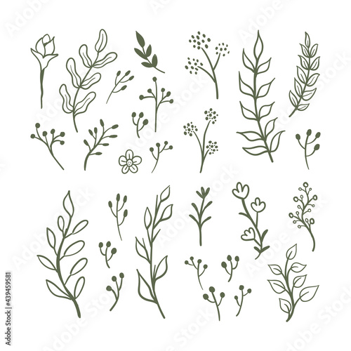 Fototapeta Naklejka Na Ścianę i Meble -  Floral graphic elements vector set. Flowers and plants hand drawn illustrations. Leaves and branches.