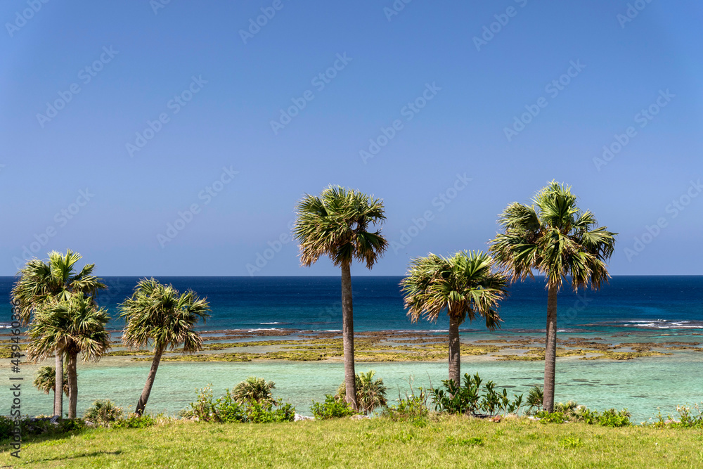 鹿児島県　徳之島の天城町与名間ビーチの椰子の木と海岸線