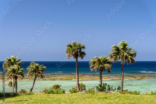 鹿児島県 徳之島の天城町与名間ビーチの椰子の木と海岸線