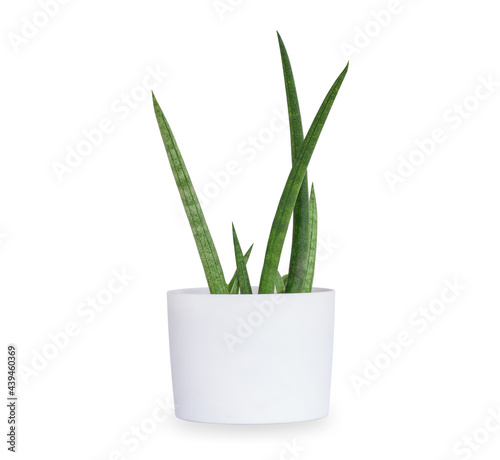 Sansevieria stuckyi in white plant pot, Ornamental plants for minimalist isolated on white background. with clipping path. photo
