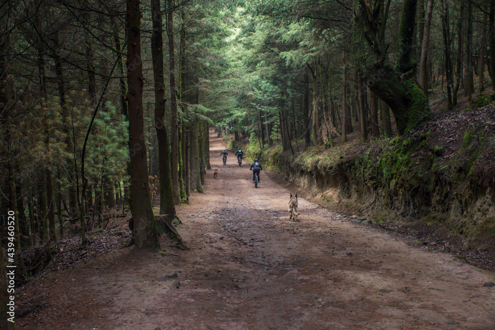 Fototapeta premium Ciclistas en el bosque