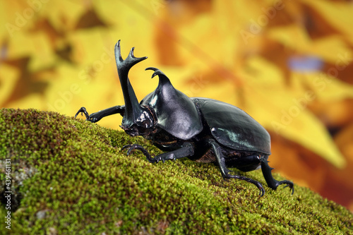 Japanese rhinoceros beetle (Allomyrina dichotoma) or Japanese horn beetle (or Kabutomushi, Kabuto meaning is Japanese's Samuai helmet, and Mushi is Insect) in Autumn. Exotic pets. Selective focus