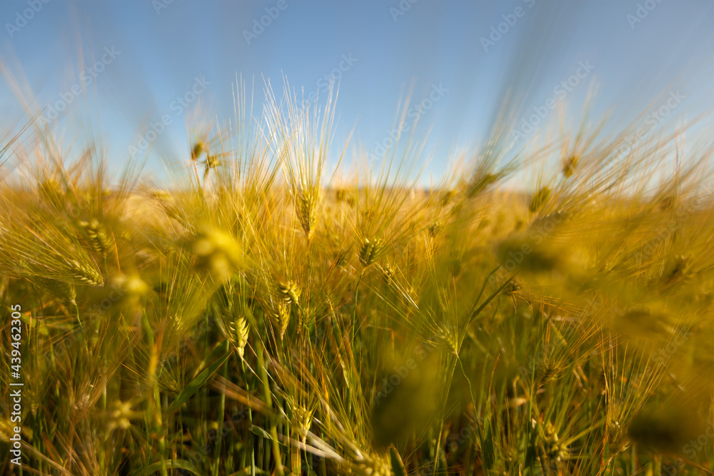 A beautiful wheat field against the sky. Growing bread and cereals A beautiful wheat field against the sky. Growing bread and cereals