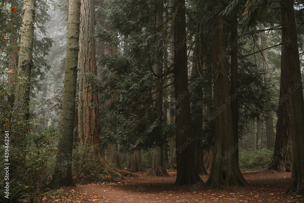 Alone in the forest among giant trees on the west coast