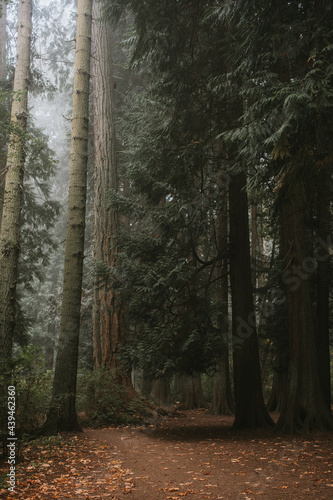Beneath the trees on a west coast forest walk 