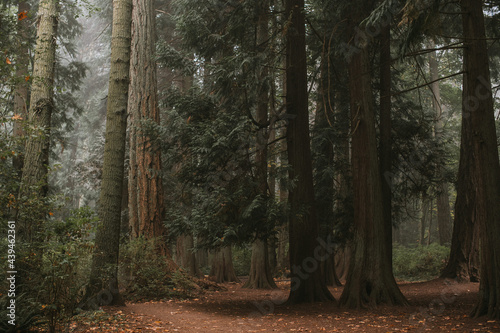 Alone in the forest among giant trees on the west coast photo