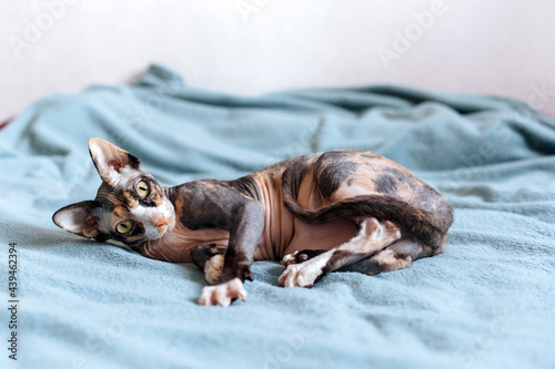 Curious Sphynx cat lying on bed photo