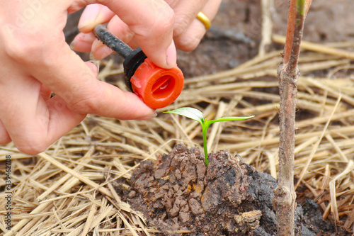 Plants Drip irrigation system and soil drip with plant saplings.