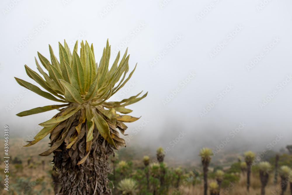 Frailejon - Nevado del Ruiz