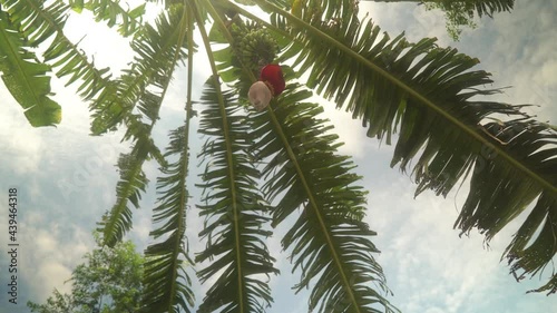 banana tree in ecolodge