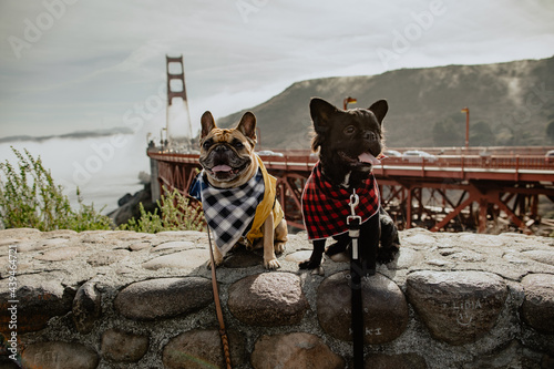 Frenchies at The Golden Gate Bridge photo