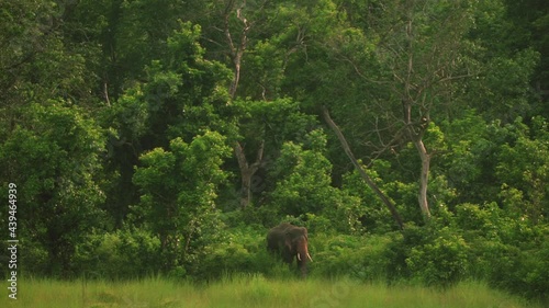 Wild elephant in deep jungle photo