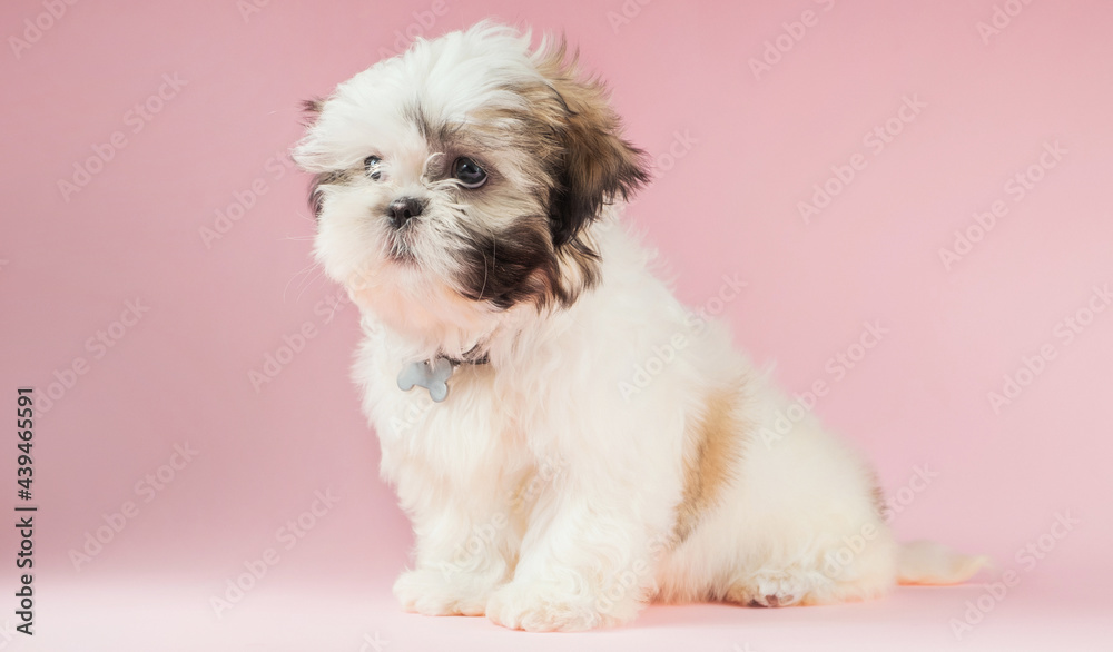 Shih Tzu puppy Shih Tzu puppy