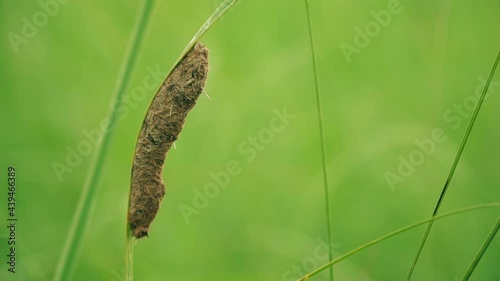close up of ant nest on grass