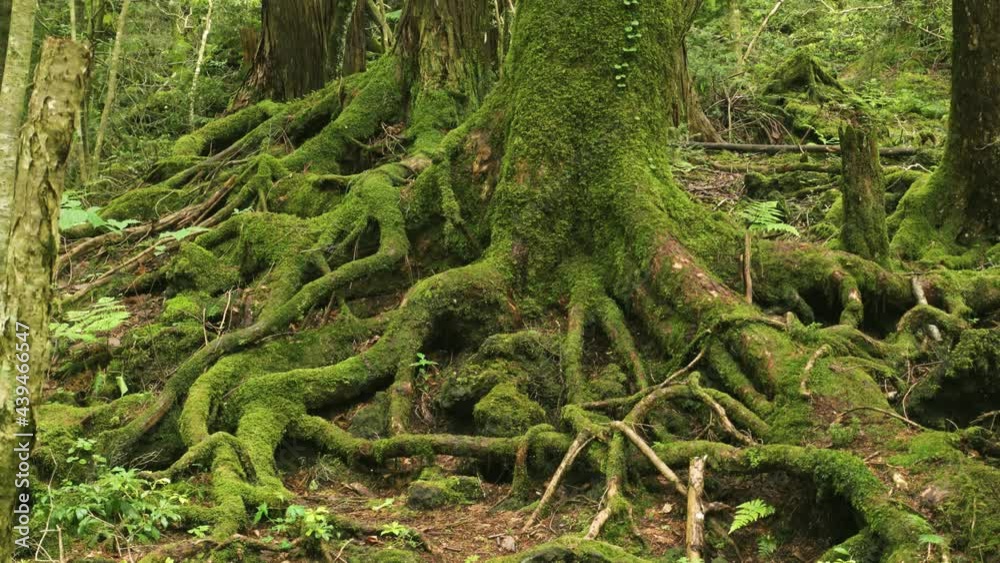 Beautiful fresh green in Aokigahara forest, Yamanashi Prefecture, Japan Beautiful fresh green in Aokigahara forest, Yamanashi Prefecture, Japan