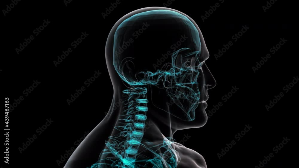 Translucent 3d render skull and humerus on digital surface. Full anatomical scan upper skeleton. Digital reconstruction of artificial intelligence visuals with futuristic design. Translucent 3d render skull and humerus on digital surface. Full anatomical scan upper skeleton. Digital reconstruction of artificial intelligence visuals with futuristic design.