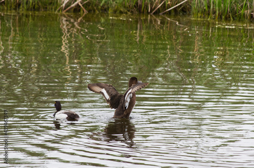 A Greater Scaup Couple in the Water photo