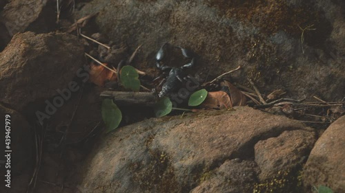 Scorpion walking in slow motion 