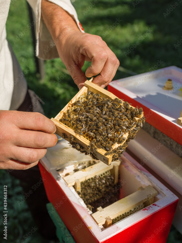 Crop beekeeper showing honeycomb with bees over nuc box Crop beekeeper showing honeycomb with bees over nuc box
