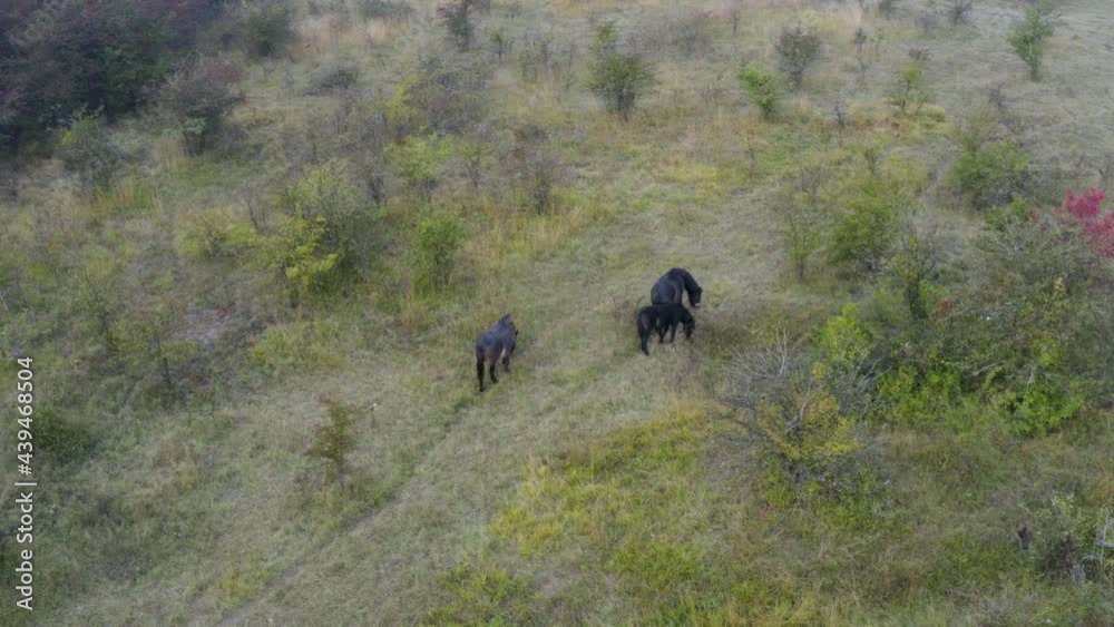 Family of black wild horses grazing in a bushy steppe. Family of black wild horses grazing in a bushy steppe.