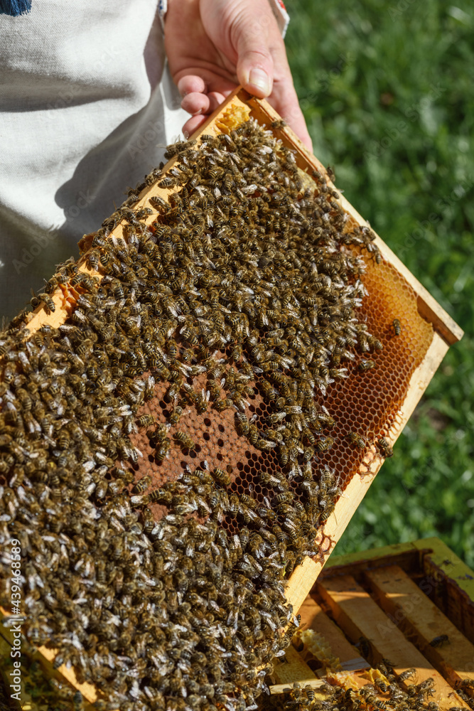 Unrecognizable man showing honeycomb with bees Unrecognizable man showing honeycomb with bees