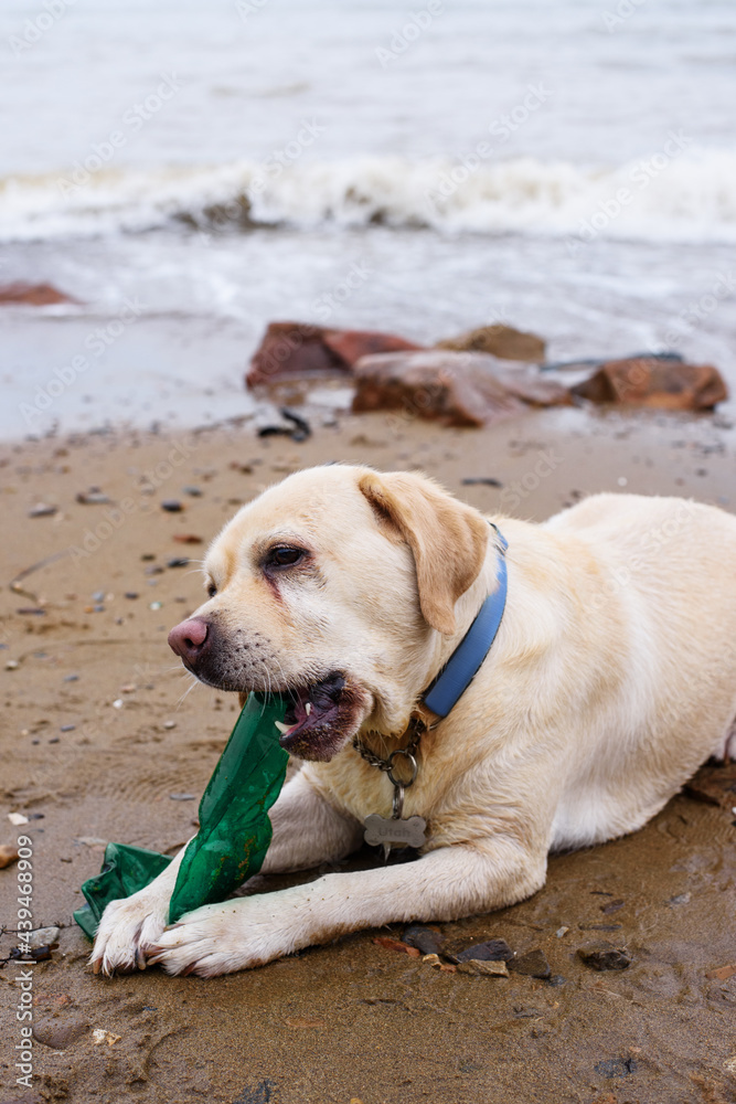 Dog chewing plastic bottle on seashore Dog chewing plastic bottle on seashore