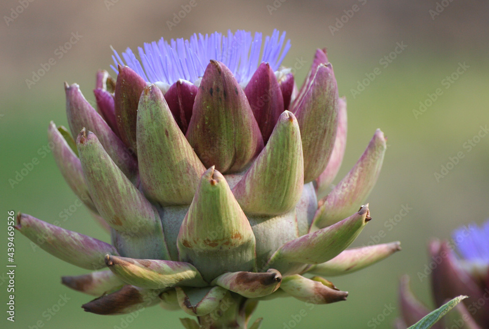 Blooming Purple Artichoke Growing in Garden Shallow DOF Blooming Purple Artichoke Growing in Garden Shallow DOF