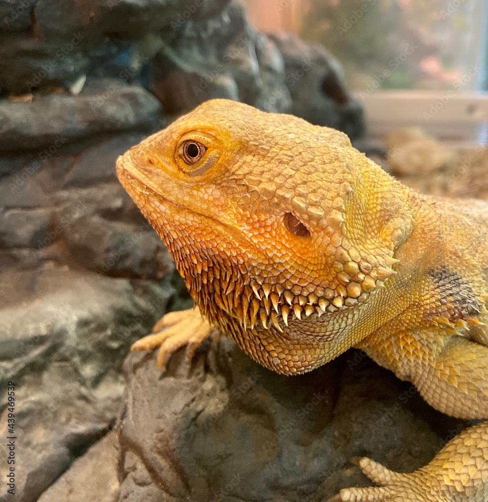 Obraz premium bearded dragon lizard