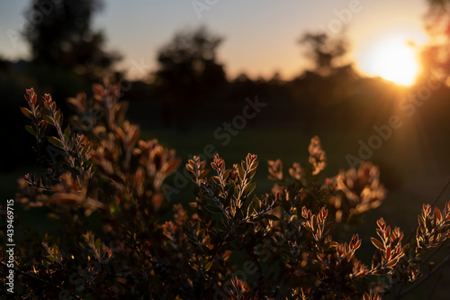 Young leafs of plants in the evening light at sunset