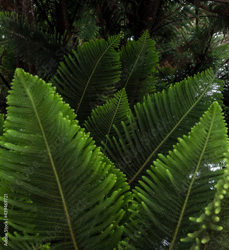 Fresh young green pine branches