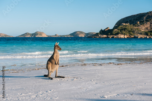 Kangeroo on the beach posing in the evening light in front of a bright blue ocean photo