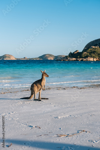 Kangeroo on the beach posing in the evening light in front of a bright blue ocean
