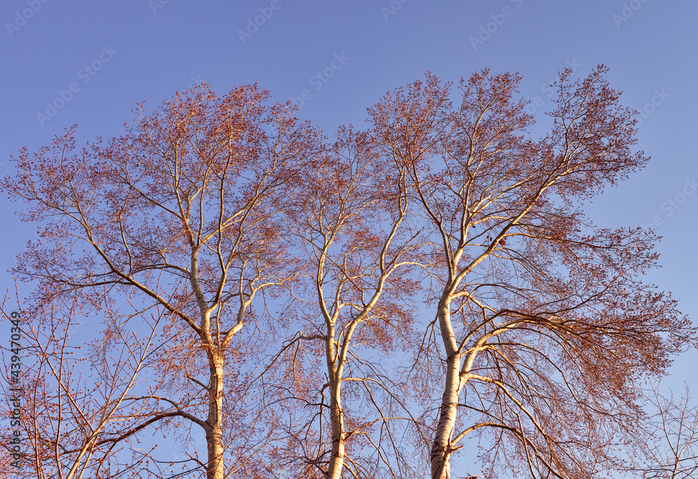 Tree branches against the blue sky. Crowns of tall aspens illuminated by the sun's rays in spring Tree branches against the blue sky. Crowns of tall aspens illuminated by the sun's rays in spring