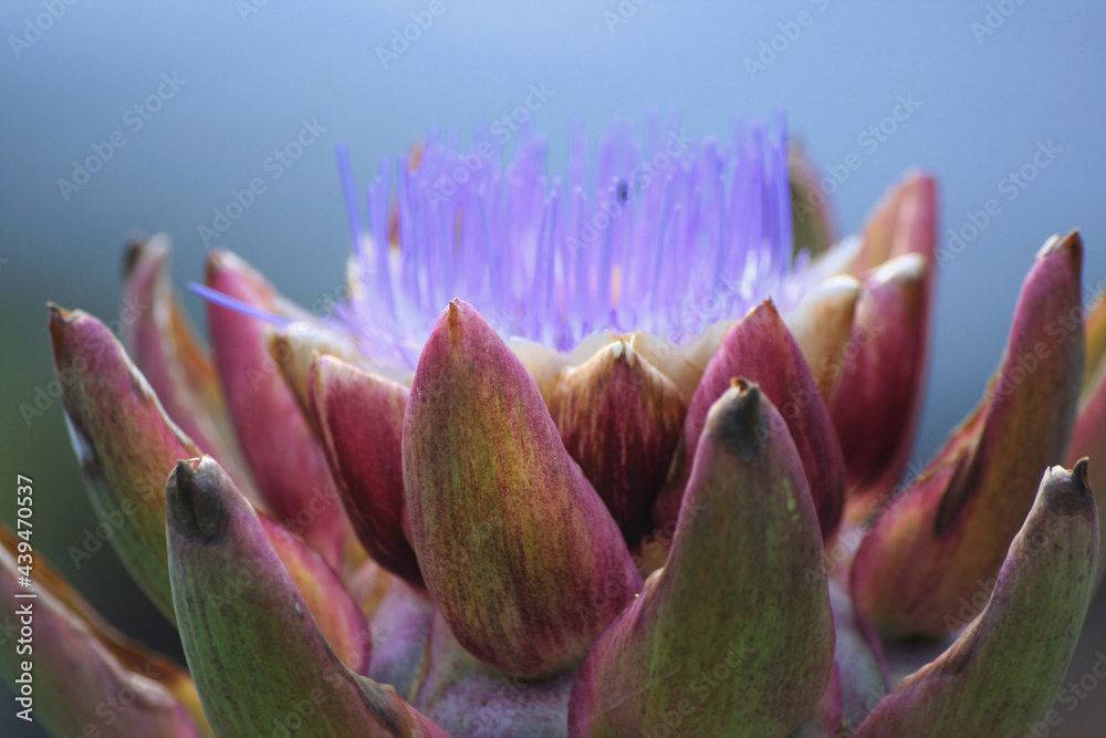 Blooming Purple Artichoke Growing in Garden Shallow DOF Blooming Purple Artichoke Growing in Garden Shallow DOF