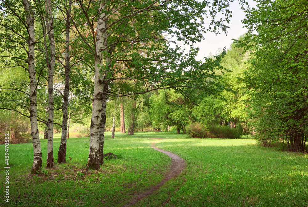 Fototapeta premium Sunny glade in a landscaped garden. A path in the grass, fresh spring foliage on the birches. Novosibirsk, Siberia, Russia