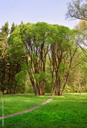 Trees in a landscaped garden. Fresh spring foliage, grass on the lawn of the arboretum Novosibirsk, Siberia, Russia