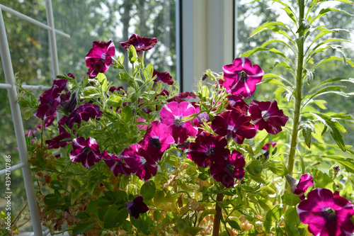 Lush flowering petunia on the balcony in sunny summer day