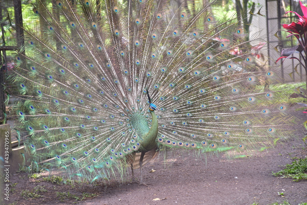 Obraz premium The green peafowl, Pavo muticus is a peafowl species native to the tropical forests of Southeast Asia