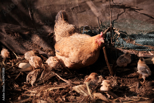 The mother hen brought a group of newly born chicks on the horse farm photo